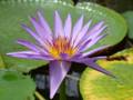 Purple water lily 6